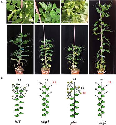 Identification and characterization of putative targets of VEGETATIVE1/FULc, a key regulator of development of the compound inflorescence in pea and related legumes